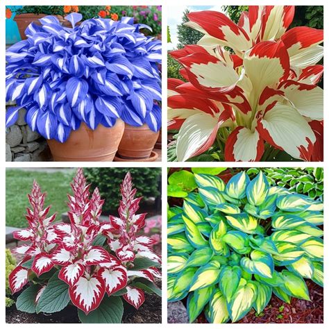 Hosta is a perennial ornamental plant with large leaves, professional ...