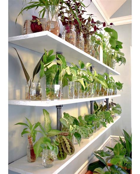 9,983 gilla-markeringar, 108 kommentarer - House of Plant Lovers (HoPL ...