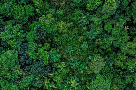 What is Arbor Day and why is it important? | World Economic Forum