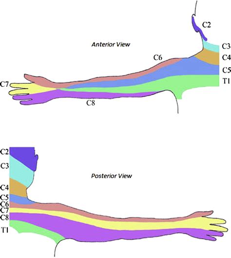 Cervical Dermatomes Arm at Andrew Freeman blog