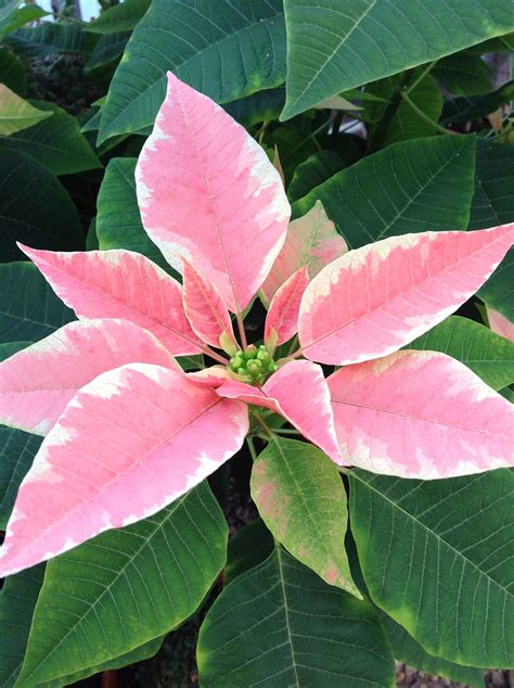 Pin by Buffalo Botanical Gardens on Poinsettias 2016 Expect the ...