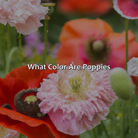 What Color Are Poppies - colorscombo.com