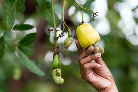 Cashew Fruit Countries at Kara Ward blog