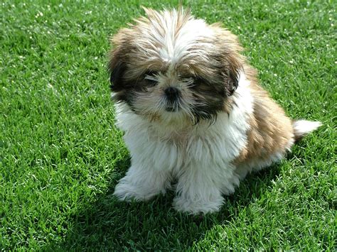 Shih Tzu Dog Breed » Information, Pictures, & More