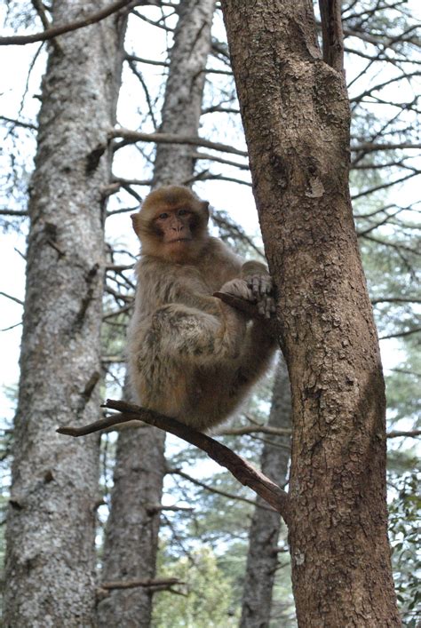 Barbary macaques: Moroccan ecological heritage threatened with extinction | Earth Journalism Network