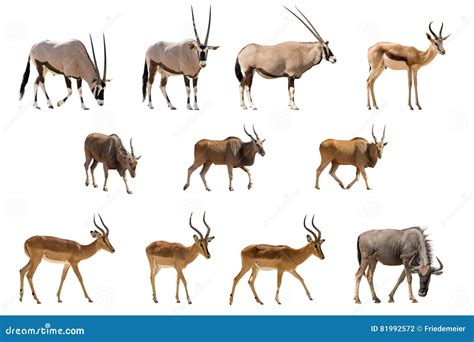 All Antelope Species – Types Of Antelope In Africa – FPYK
