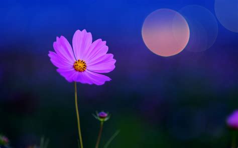 HD Artistic Cg Digital Art Nature Flowers Petals Fields Night Moon ...