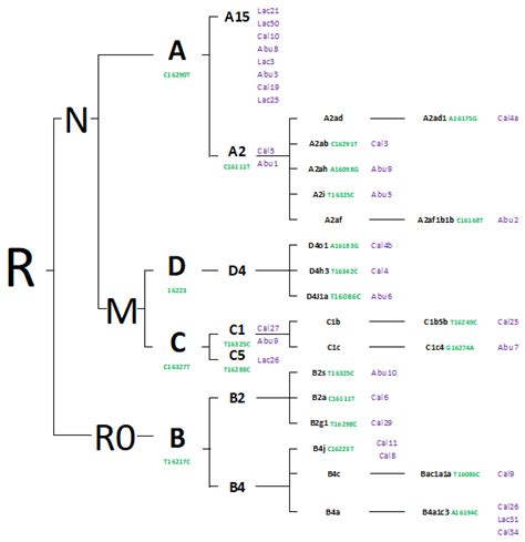 High Mitochondrial Haplotype Diversity Found in Three Pre-Hispanic ...
