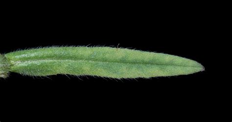 Cynoglottis barrelieri (All.) Vural & Kit Tan | Plants of the World ...