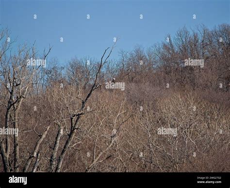 Bald Eagle migration through the Loess Bluffs National Wildlife Refuge ...