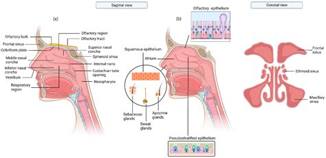 Challenges in the Development and Application of Organ-on-Chips for Intranasal Drug Delivery Studies