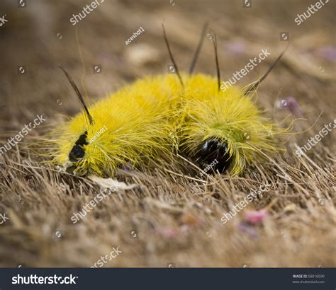American Dagger Moth Caterpillar Eats Maple ภาพสต็อก 58016590 ...