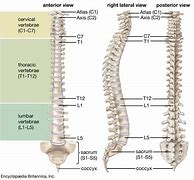 vertebral 的图像结果