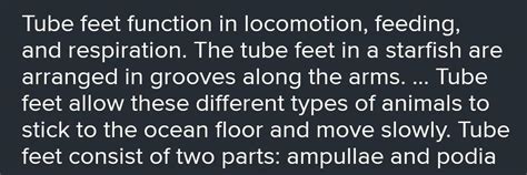 4. Differentiate between Foot and tube feet - Brainly.in