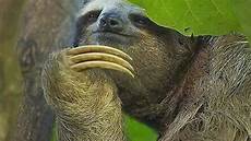 Dumb Pictures by Ten Of The Funniest Cutest And Most Lovable Sloths You Dumb Pictures