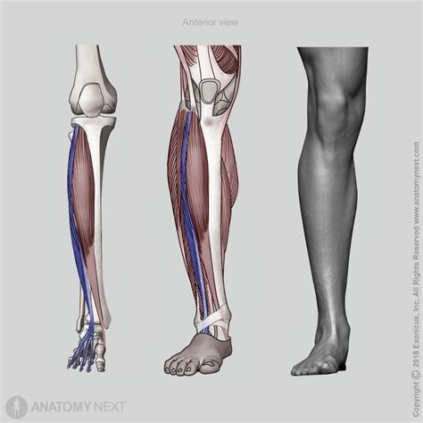 leg extensor tendon