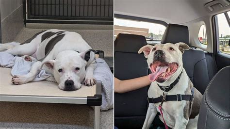 Nebraska Senior Dog Faces Heartbreak In Shelter, Then Her Life Changes ...