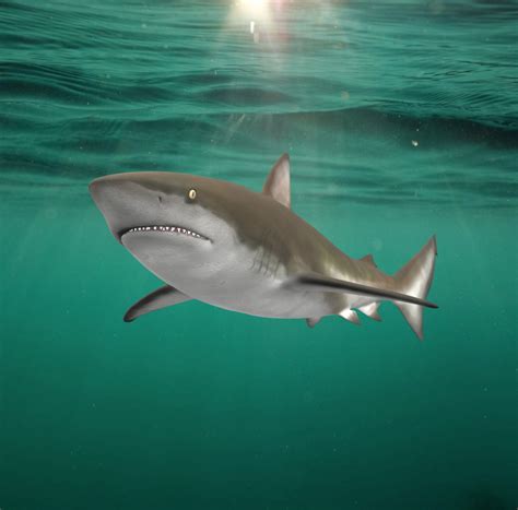 Bronze Whaler Shark