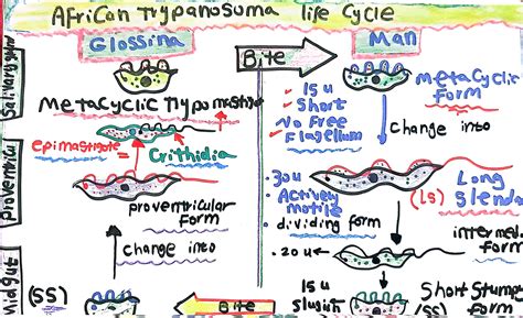 Life Cycle of African Trypanosoma, Marwa Omar | Encyclopedia MDPI
