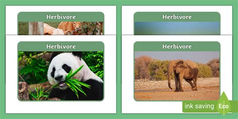 Herbivore Adaptations - Animals Who Are Herbivores - Wiki