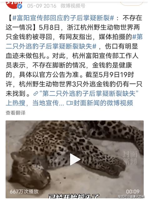 外逃近2个月后，杭州第三只豹子在陕西现身，体型变得肥肥胖胖|金钱豹|豹子|外逃_新浪新闻