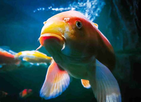How Long Do Koi Fish Live? Lifespan, Care, And More
