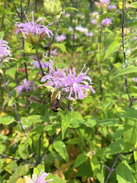 Bee Balm Tincture