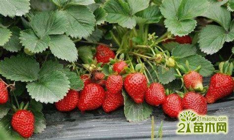 草莓结果期怎么养护 草莓结果期的养殖方法和注意事项_爱花网