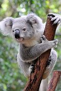 koala 的图像结果