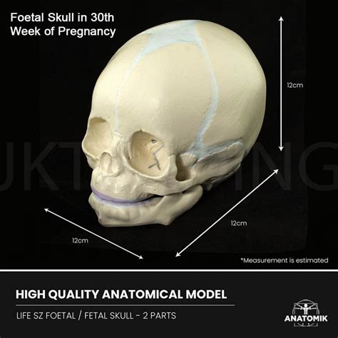 Anatomy Human Fetal Skeleton Skull - Fetus/Foetus/Foetal Baby Model