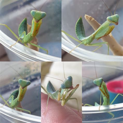 Life cycle of a praying mantis – Holywood Hullabaloo