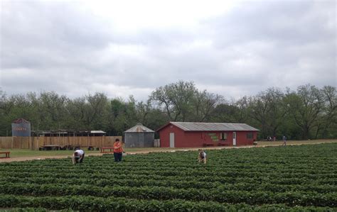 Strawberry Picking at Sweet Berry Farm