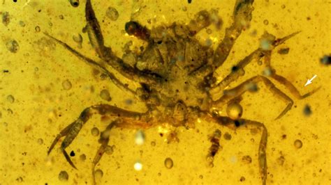 Scientists discovered 100 million year old 'immortal organism ...