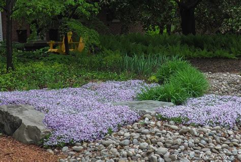 Creeping phlox: ideal ground cover for a splash of purple or mauve ...