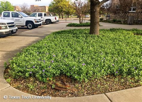 Vinca Major Ground Cover