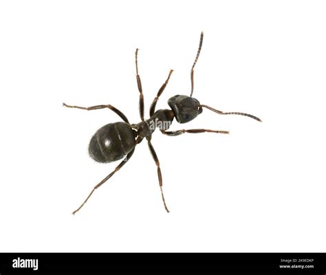 Common Black Ant