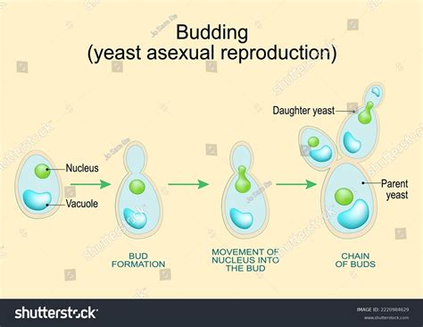 Budding Asexual Reproduction Yeast Cell Cross Stock Vector (Royalty Free) 2220984629 | Shutterstock