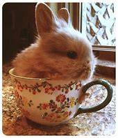 Image result for Tea Cup Bunny