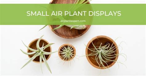 How to Mount Air Plants 的图像结果