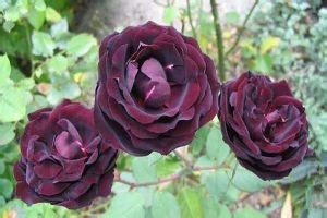 路易十四玫瑰花的花语和传说 - 花百科