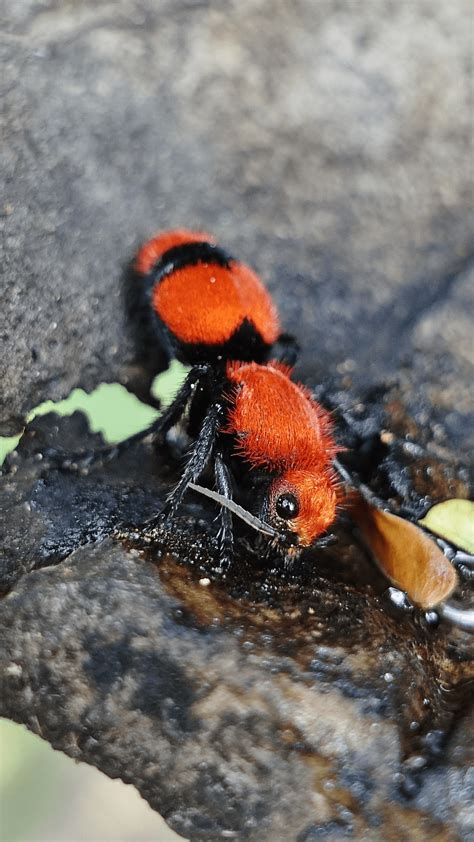 This is the Velvet Ant also known as the Cow Killer. It is actually a ...