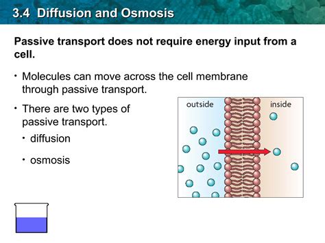 Ch.4 diffusion and osmosis By Hamdy Karim | PPT