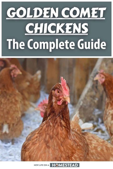 Golden Comet Chickens: The Complete Guide