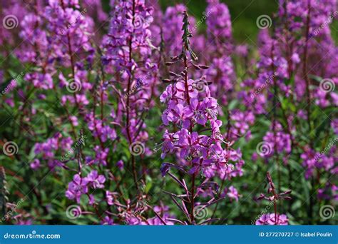 Lythrum I, a Wild Purple Flowers Growing in a Field in Quebec City Stock Image - Image of purple ...