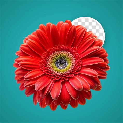 Red gerberas close up | Premium AI-generated PSD