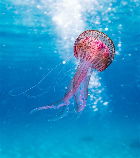 Jellyfish Facts for Kids - 5 Interesting Facts about Jellyfish ...