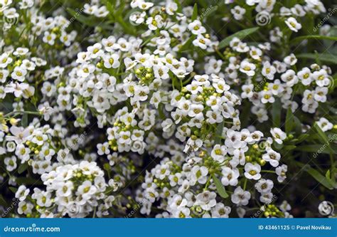 Small white flowers stock image. Image of field, small - 43461125