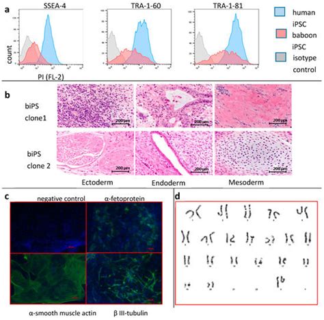 Cells | Special Issue : iPS Cells for Disease Modeling