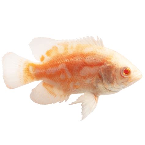 Albino Tiger Oscar Fish Albino Lemon Tiger Oscar Cichlid Astronotus