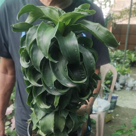 Twisted Dracaena|Indoor plant — Mainaam Garden